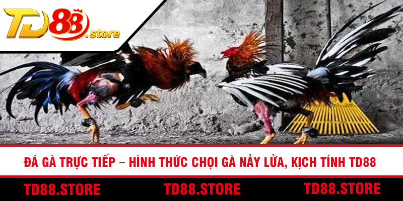 Đá Gà Trực Tiếp – Hình Thức Chọi Gà Nảy Lửa, Kịch Tính TD88